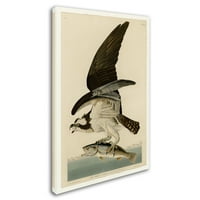 Трговска марка ликовна уметност „Риба Хоук или Оспери Плоча 81 'платно уметност од Audubon